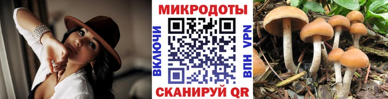 Галлюциногенные грибы Psilocybe Осташков